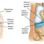 Mengenal Anterior Cruciate Ligament atau ACL