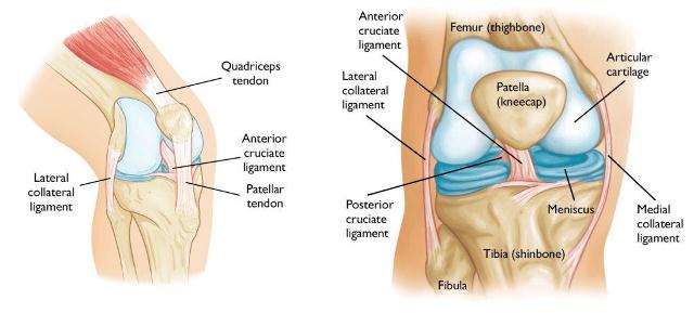 Mengenal Anterior Cruciate Ligament atau ACL